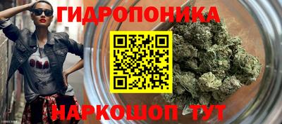 шишки Заволжье